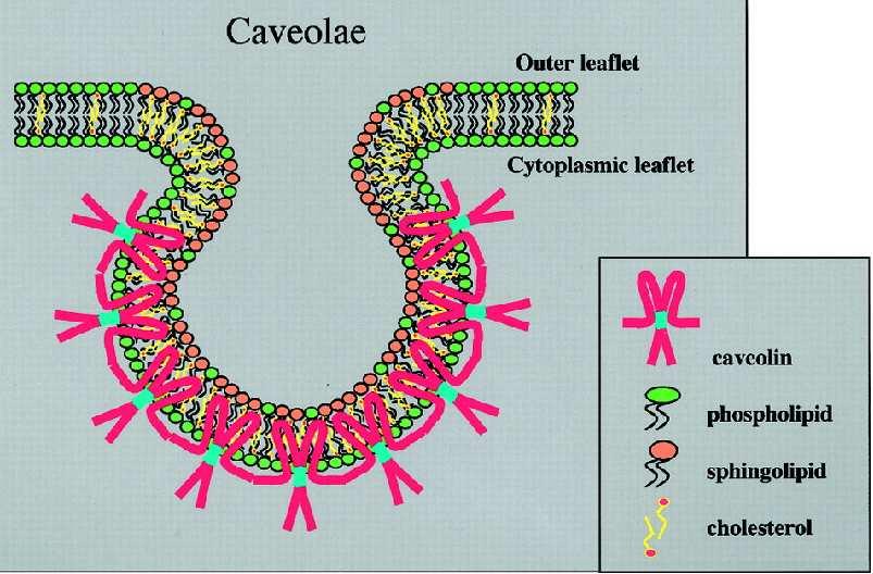 (Jacobson et al., 1999). Oblast raftu, která je tvořená sfingolipidy a cholesterolem je tlustší, než okolní fluidní část plasmatické membrány.