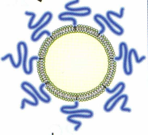 POLYMEROVÉ LIPOZOMY Citlivé na slabě kyselé ph: polykarboxylové kyseliny sukcinylované