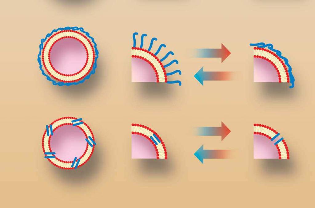 MODIFIKOVANÉ NANOTOBOLKY reakce na teplotu, světlo, ph s polymery připojenými k povrchu připojení termosenzitivního polymeru membrána roztažení polymeru uzavření polymeru