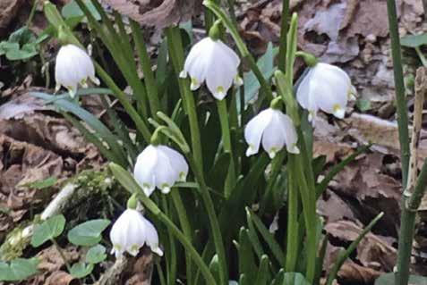 Leucojum vernum Bledule jarní Doba květu: Únor až duben. Listy: Úzké, sytě zelené, čárkovité, 10 až 25 cm dlouhé, vyrůstají v přízemní růžici po 3 až 4 z jedné cibule.