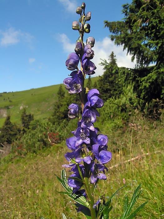 OMĚJ (ACONITUM) - pocit horka zpočátku v obličeji, později do celého těla - porucha zraku, slabost, ochrnutý jazyk, úporná