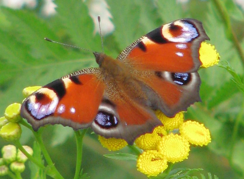 Snad nejbarevnějšími motýli běžně obývajícími zdejší krajinu i jednotlivá