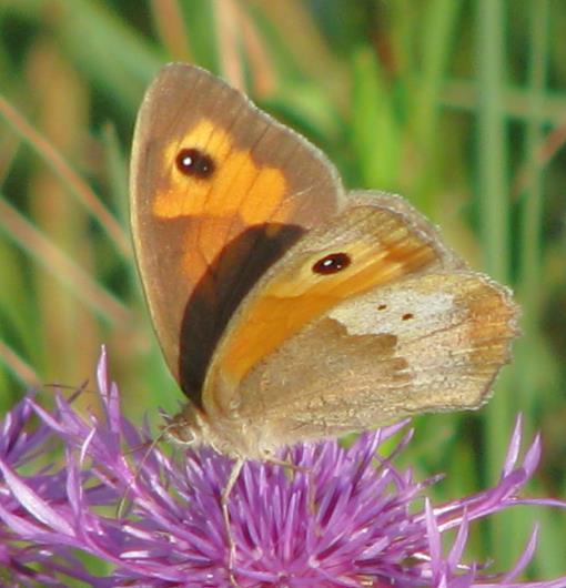 bojínkovým (Melanargia