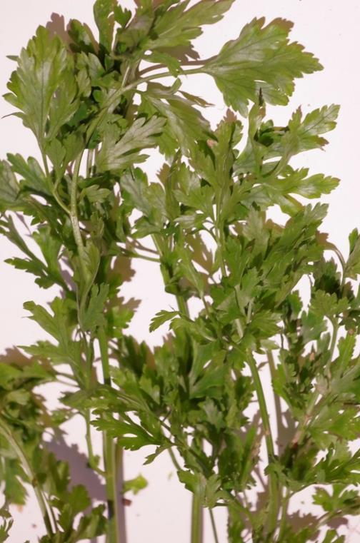 Petržel zahradní (Petroselinum crispum) Obsahové látky: Silice Favonoidy