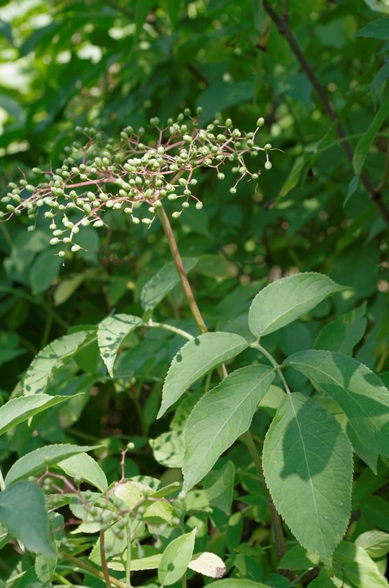 Bez černý (Sambucus nigra) Rozšíření: Rozšířen téměř po celé Evropě. U nás roste hojně na zanedbaných a pustých místech, na okrajích lesů.