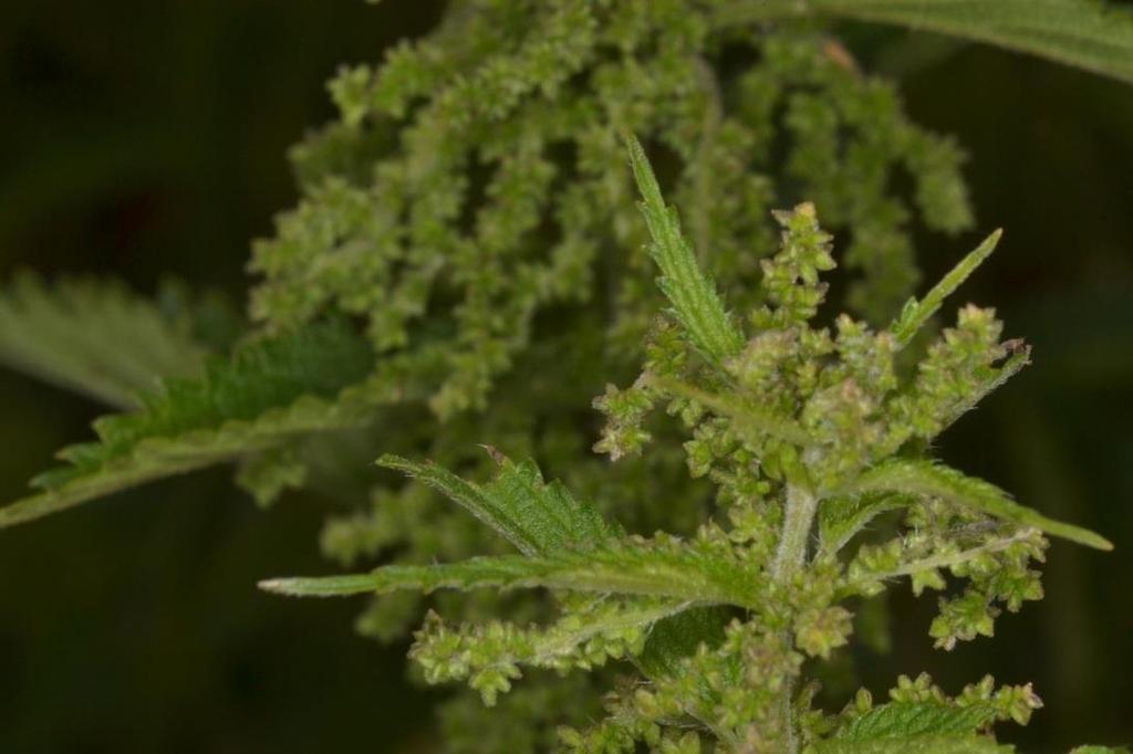 Kopřiva dvoudomá (Urtica dioica) Použití: Kopřiva působí dobře proti průjmu. Podporuje hojení ran, posiluje imunitní system a funkci žluče. Zastavuje krvácení a prokrvuje vnitřní orgány.