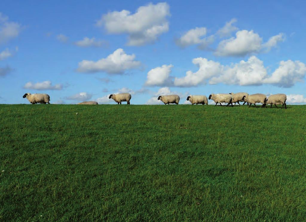 Merino