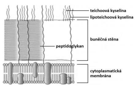 peptidoglyken mnohem více sesíťován příčnými peptanpeptidovými můstky. Grampozitivní bakterie nemají ve své buněčné stěně lipidy ani proteiny [38].