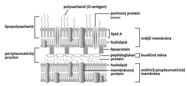 Streptomyces gryseus, Mycobacterium tuberculosis, Micrococcus luteus. Micrococcus luteus je řazen mezi grampozitivní bakterie. Jedná se o koky, které bývají uspořádány do shluků buněk.