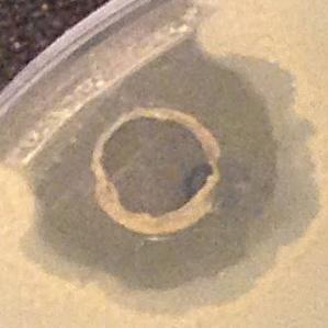 c[1mg/ml] Micrococcus luteus