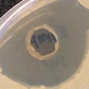 Ampicilin c[1mg/ml] Sarratia