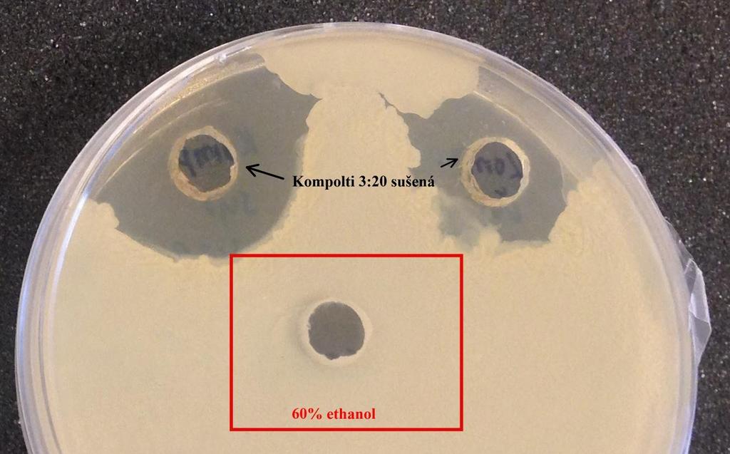 U grampozitivní bakterie Micrococcus luteus byl pozorován velice dobrý antimikrobiální účinek. Největší inhibiční zóna byla za použití tinktury ze sušeného květu u odrůdy Kompolti o velikosti 9,75 mm.