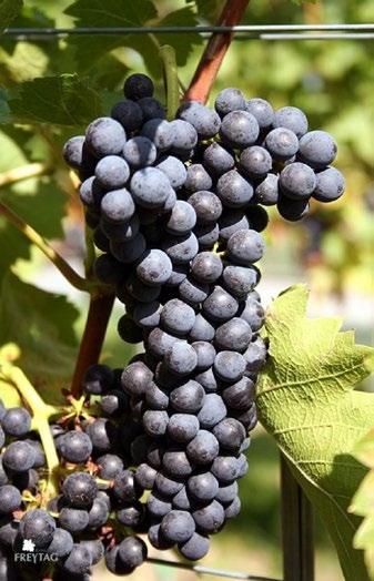 bylo i zde umožnit vznik mezinárodního typu červeného vína v severních vinařských oblastech.