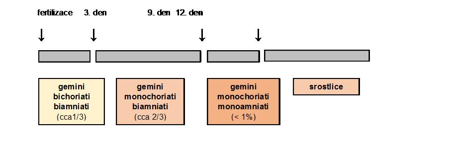 2.2 Etiologie dvojčetných gestací Dle vzniku dělíme dvojčata na jednovaječná a dvojvaječná. Obrázek 1: Schéma vzniku dvojčat Zdroj: Čech, E., Hájek, Z., Maršál, K.: Porodnictví.