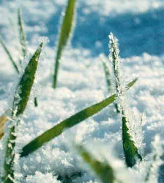 Ochrana ozimých obilnin v časně jarním období Regulace plevelů v ozimech v časně jarním období Časné jarní postemergentní aplikace: Jarní regulace plevelů v ozimých obilninách nabývá v posledních
