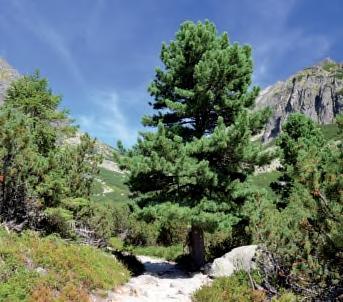 Slovensko VYSOKÉ TATRY 7denní zájezd s turistikou a denním přejezdem Lomnický štít ze Skalnatého plesa Mlynická dolina 1. den: Odjezd ráno. Přejezd na Slovensko. Zastávka v osadě Vlkolínec (UNESCO).
