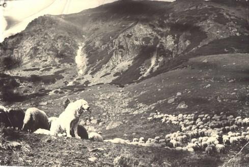 10:50-11:00 Brinding Dokument vypráví příběh slovenského čuvače, tradičního hlídače ovcí ze slovenských hor. S návratem predátorů do Tater musí pastýři najít způsob, jak ochránit svá stáda.