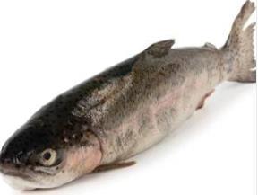 Sortiment v sekci ryby: Ryby v živém a zpracovaném