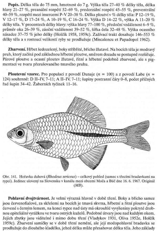 Určování ryb příklad Baruš V.