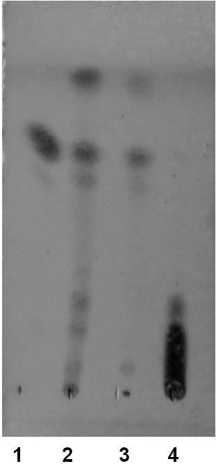 Obr. 3: TLC přeměny allobetulinu na γ-apoallobetulin: 1. γ-apoallobetulin; 2, 3: produkt reakce allobetulinu s KHSO 4 za různých podmínek; 4. výchozí allobetulin ve vysoké koncentraci.