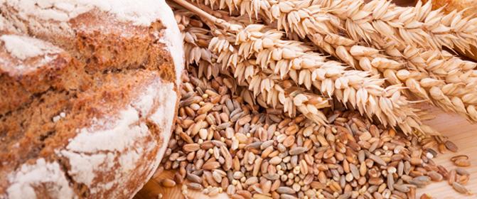 VÝSLEDKY Pšenice Měkká pšenice (triticum aestivum), označovaná také jako chlebová pšenice, patří k nejrozšířenějším druhům obilí na celém světě a představuje důležitou základní potravinu.