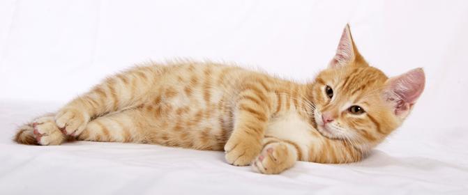 VÝSLEDKY Kočka Kočky patří v mnoha zemích k nejoblíbenějším domácím zvířatům a často způsobují alergické reakce v oblasti dýchacích cest.
