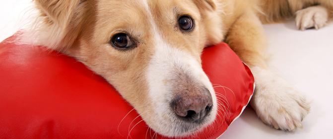 VÝSLEDKY Pes Alergie na psi je po alergii na kočky nejčastější senzibilizací na zvířata. Ve většině případů se však příznaky projevují méně silně.