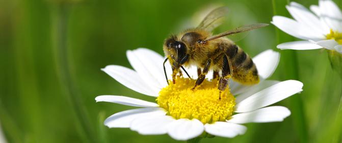 VÝSLEDKY Hmyzí jed Alergie na hmyzí jed jsou ve srovnání s potravinovými alergiemi a alergiemi na pyl relativně méně časté, ale u postižených osob představují nebezpečí, které je třeba brát vážně.