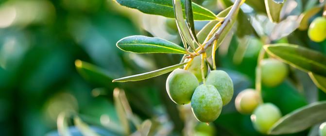 VÝSLEDKY Oliva V jižní Evropě patří alergie na pyl olivovníku, kterou zde trpí až 35 % všech pylových alergiků, k nejčastější alergii typu I.