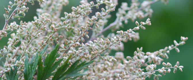 VÝSLEDKY Pelyněk Pyl pelyňku je nejvýznamnějším alergenem mezi pyly bylin a známý spouštěč senné rýmy. Pelyněk je divoká bylina, která se vyskytuje jak jako plevel na loukách, tak na okrajích silnic.