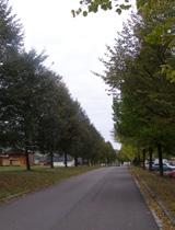 Stromořadí do