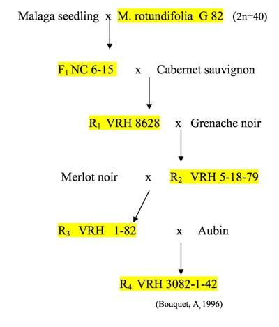 x Vitis vinifera cv.