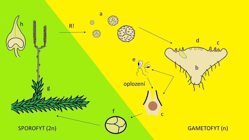 4.2. Životní cykly výtrusných cévnatých rostlin 4.2.1. Životní cyklus izosporických plavuní Obrázek č.