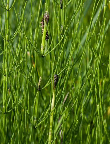 Přeslička bahenní (Equisetum palustre) Čeleď: přesličkovité (Equisetaceae) Rozšíření a ekologie: Přeslička bahenní je hojná na vlhkých loukách a mokřadech.