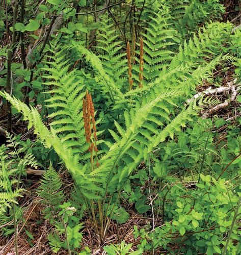 Podezřeň královská (Osmunda regalis) Čeleď: podezřeňovité (Osmundaceae) Rozšíření a ekologie: Podezřeň má ráda vlhká stinná místa i louky, roste spíše na chudých kyselých půdách.