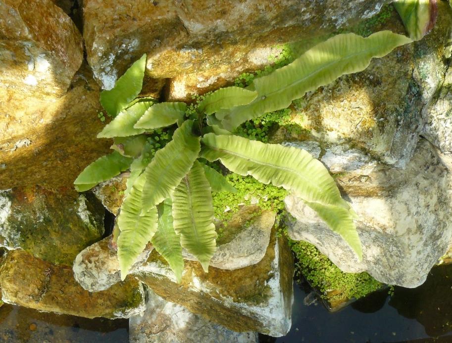 Jazyk jelení (obecný/celolistý) (Phyllitis scolopendrium) Čeleď: sleziníkovité (Aspleniaceae) Rozšíření a ekologie: Jelení jazyk roste na stinných vlhkých místech, často ve skalních štěrbinách na