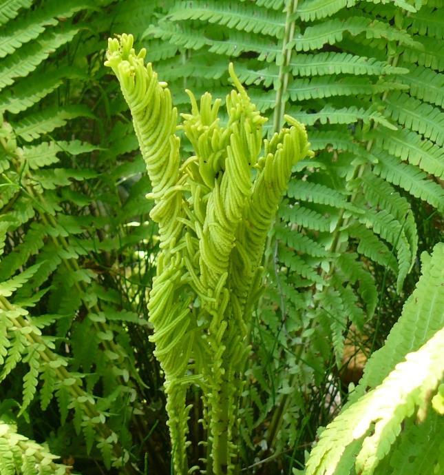 Pérovník pštrosí (Matteuccia struthiopteris) Čeleď: papratkovité (Woodsiaceae) Rozšíření a ekologie: Pérovník se vyskytuje ve vlhkých, lužních lesích, poblíž