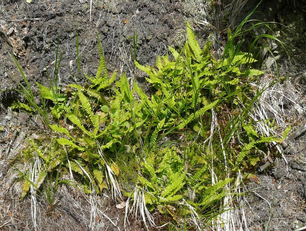 Žebrovice různolistá/klasnatá (Blechnum spicant) Čeleď: žebrovicovité (Blechnaceae) Rozšíření a ekologie: Žebrovice se vyskytuje v zastíněných, spíše horských lesech.