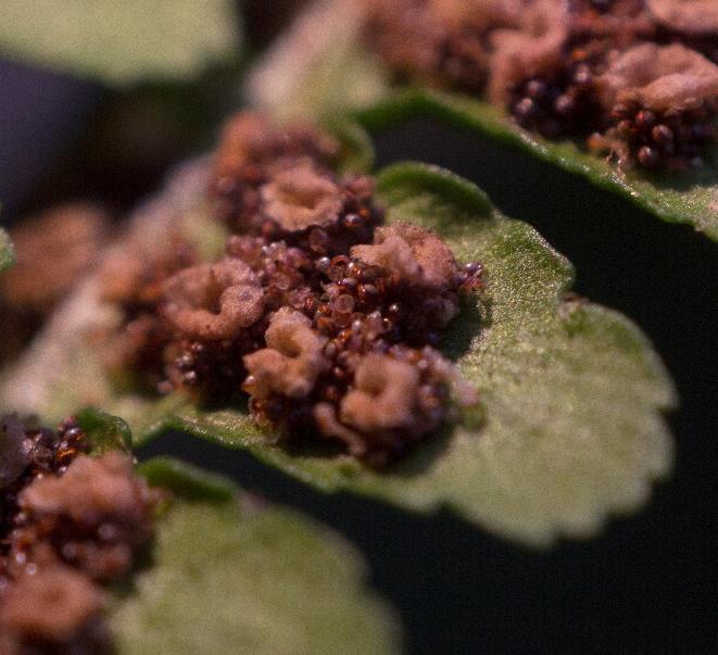 Kapraď samec (Dryopteris filix-mas) Čeleď: kapraďovité (Dryopteridaceae) Rozšíření a ekologie: Roste hojně v lesích a na zastíněných místech, podél vodních toků, ale ne na