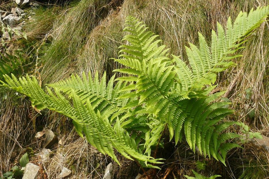 Botanická charakteristika: Kapraď samec má poměrně velké, 2krát zpeřené, nepřezimující listy vyrůstající v růžici. Na řapíku najdeme světlé šupiny.