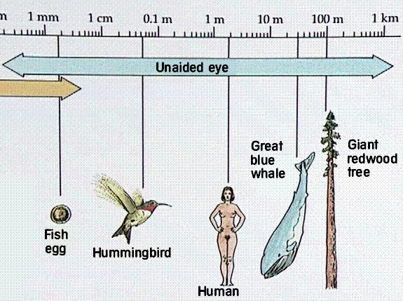 Zdroj: http://www2.estrellamountain.edu/faculty/farabee/biobk/biobookcell2.html I.