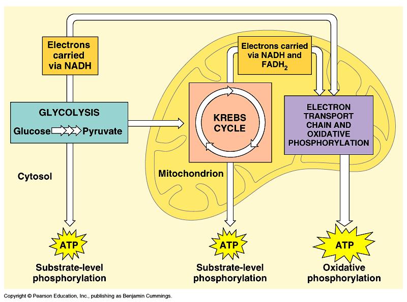 cyklem převedeny na sukcinát, který jako čtyřuhlíkatá organická sloučenina už může být zapojen do biosyntézy sacharidů.