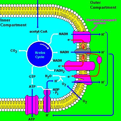 KREBSŮV CYKLUS A AEROBNÍ RESPIRACE Zdroj: http://flipper.diff.