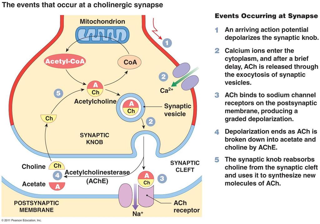 Acetylcholin je přítomen na parasympatických nervových zakončeních. Je hydrolyzován acetylcholinesterázou, navázanou na postsynaptické membráně. Jestliže je tento enzym inhibován (např.