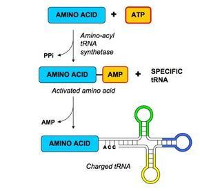 XVIII.5 TRANSLACE Termínem translace se označuje proces překladu genetické informace z mrna do primární struktury proteinů (tj. pořadí aminokyselin v polypeptidových řetězcích).
