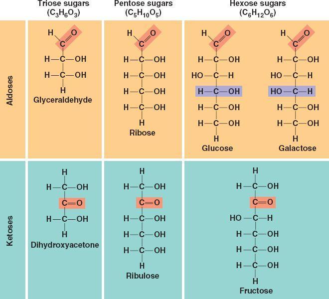 PŘÍKLADY MONOSACHARIDŮ Zdroj: http://biochemma.wordpress.