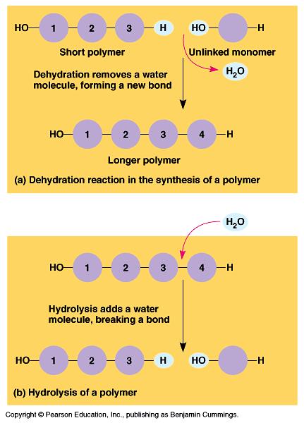 OBECNÉ SCHÉMA POLYMERACE A DEPOLYMERACE SYNTÉZA POLYSACHARIDŮ Zdroj: