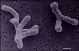 UTB ve Zlíně, Fakulta technologická 16 Kefírová kultura u nás používaná, je uměle sestavená z mikroorganismů: - Lactococcus lactis, Lactobacillus delbrueckii, Lactobacillus acidophilus, Kluyveromyces