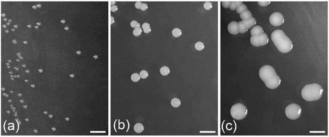 Fig. 2. Kolonie (a) Acinetobacter parvus, (b) Acinetobacter ursingiii a (c) Acinetobacter schindleri. Kmeny byly kultivovány 24 h při 30 o C na tryptózo-sojovém agaru; úsečka, 2 mm. prokázána sepse.