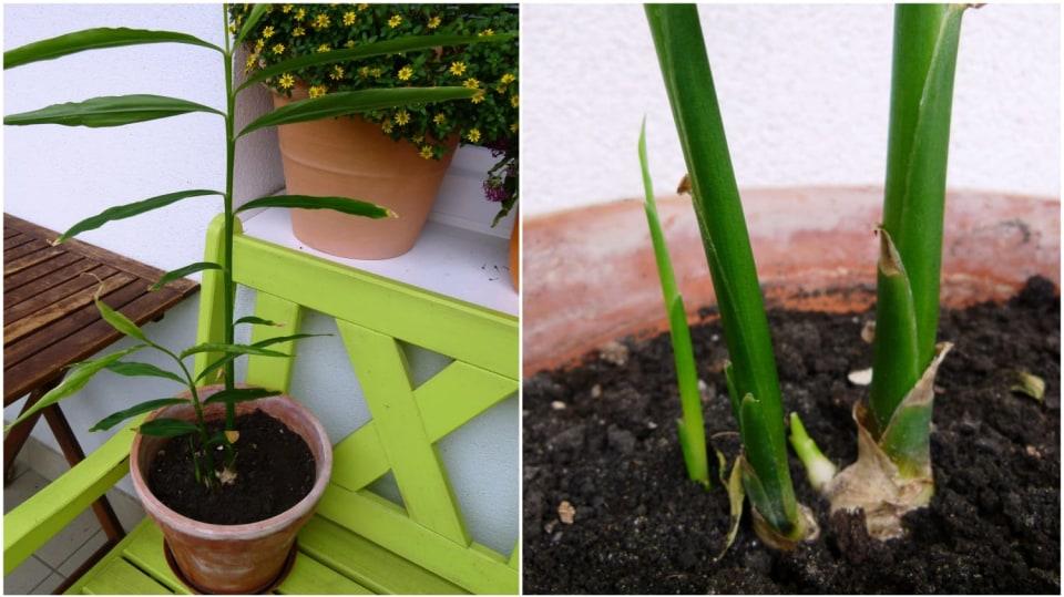 přesadit do většího květináče a postavit na balkon nebo i vysadit na záhon do zahrady.